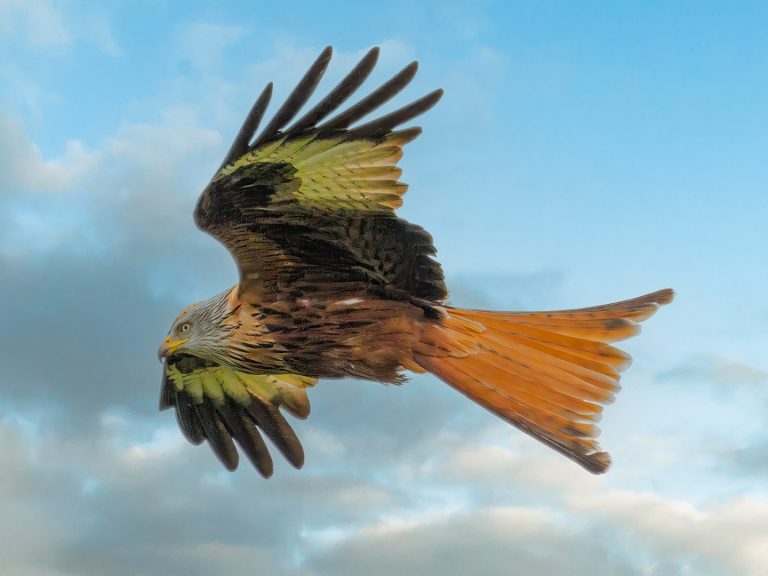 Red Kite Flying